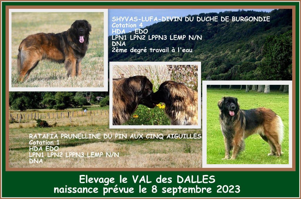 Du Val Des Dalles - Ratafia et Shyvas